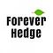 forever_hedge's Avatar
