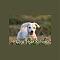 Puppyyogaretreat's Avatar